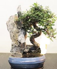 Japon aac bonsai saks bitkisi sat  Ankara kzlay iekiler 