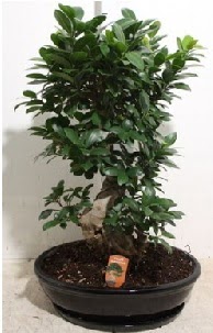 75 CM Ginseng bonsai Japon aac  Ankara balgat iek yolla 