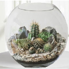 Cam fanus Terrarium 5 kakts  Ankara Shhiye iek maazas , ieki adresleri 