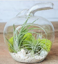 Elma terrarium kk boy 2 kakts  Ankara Shhiye online iek gnderme sipari 