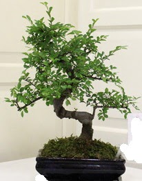 Bonsai saks iei  Ankara Shhiye 14 ubat sevgililer gn iek 