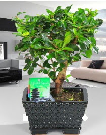 Bonsai japon aac saks bitkisi  Ankara ucuz iek gnder 