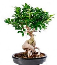 Bonsai japon aac seramik iinde  Ankara internetten iek sat 