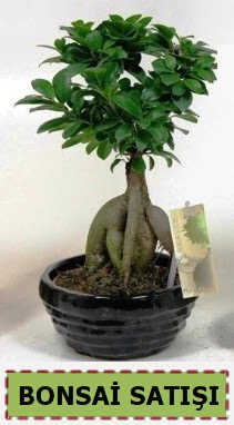 Bonsai japon aac ginseng bonsai  Ankara Shhiye iek maazas , ieki adresleri 