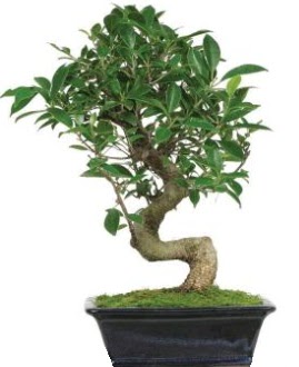 Bonsai saks bitkisi japon aac  Ankara kavakldere iek siparii vermek 