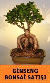 Ginseng bonsai sat japon aac  Ankara cicek , cicekci 