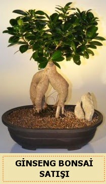 thal Ginseng bonsai sat japon aac  Ankara keklikpnar iek siparii sitesi 