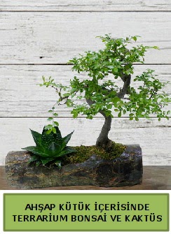 Ahap ktk bonsai kakts teraryum  Ankara Shhiye online iek gnderme sipari 