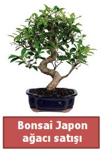 Japon aac bonsai sat  Ankara keklikpnar iek siparii sitesi 