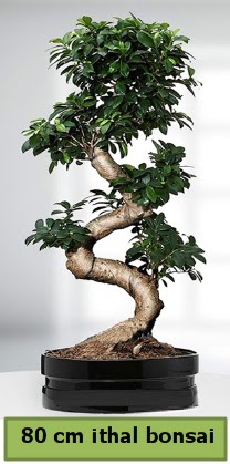 80 cm zel saksda bonsai bitkisi  Ankara kkesat iek , ieki , iekilik 