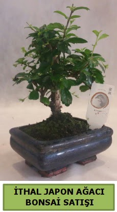 thal japon aac bonsai bitkisi sat  Ankara kkesat iek , ieki , iekilik 