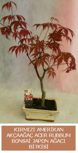 Amerikan akaaa Acer Rubrum bonsai  Ankara Shhiye cicekciler , cicek siparisi 