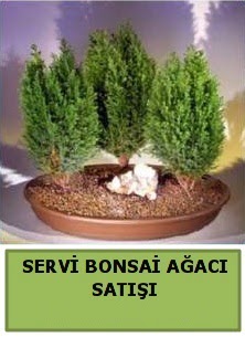 BONSA 3 L SERV BONSA AACI  Ankara kkesat iek , ieki , iekilik 