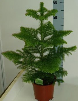 60 cm Salon am araucaria heterophylla  Ankara iek sat 