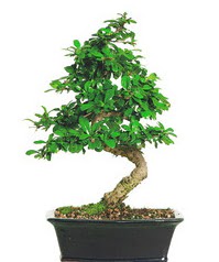 Bonsai bitkisi sat  Ankara kkesat iek , ieki , iekilik 