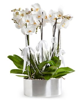 Be dall metal saksda beyaz orkide  Ankara dikmen ieki telefonlar 