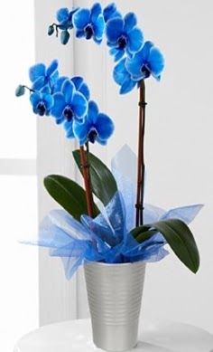 Seramik vazo ierisinde 2 dall mavi orkide  Ankara ayranc hediye iek yolla 