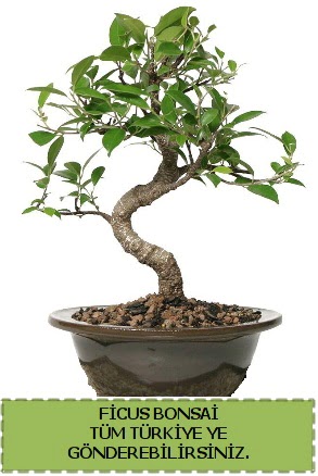 Ficus bonsai  Ankara iek gnderme 