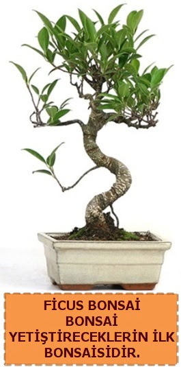 Ficus bonsai 15 ile 25 cm arasndadr  Ankara dikmen ieki telefonlar 