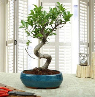 Amazing Bonsai Ficus S thal  Ankara Shhiye online iek gnderme sipari 