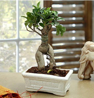 Marvellous Bonsai ginseng  Ankara keklikpnar iek siparii sitesi 