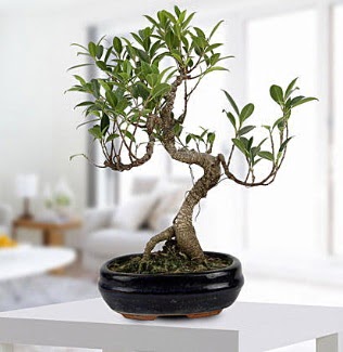 Gorgeous Ficus S shaped japon bonsai  Ankara Shhiye online ieki , iek siparii 