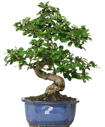 21 ile 25 cm aras zel S bonsai japon aac  Ankara kkesat iek , ieki , iekilik 