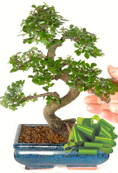 Yaklak 25 cm boyutlarnda S bonsai  Ankara keklikpnar iek siparii sitesi 