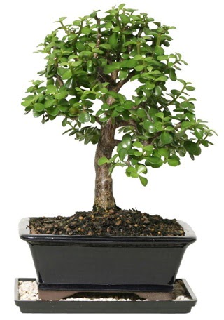 15 cm civar Zerkova bonsai bitkisi  Ankara keklikpnar iek siparii sitesi 